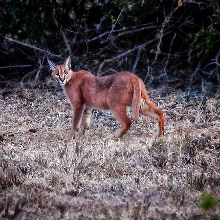 Riverbend Lodge Addo Zewnętrze zdjęcie