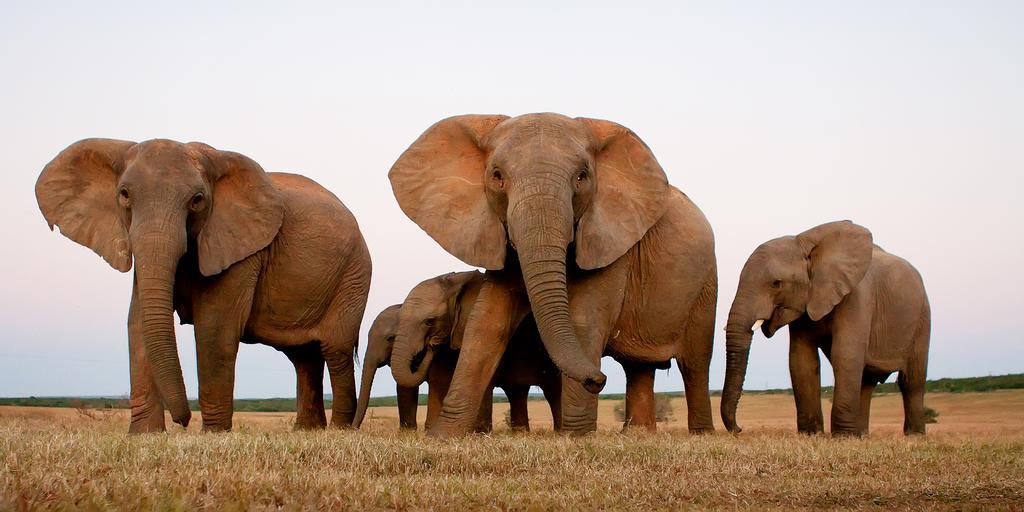 Riverbend Lodge Addo Zewnętrze zdjęcie