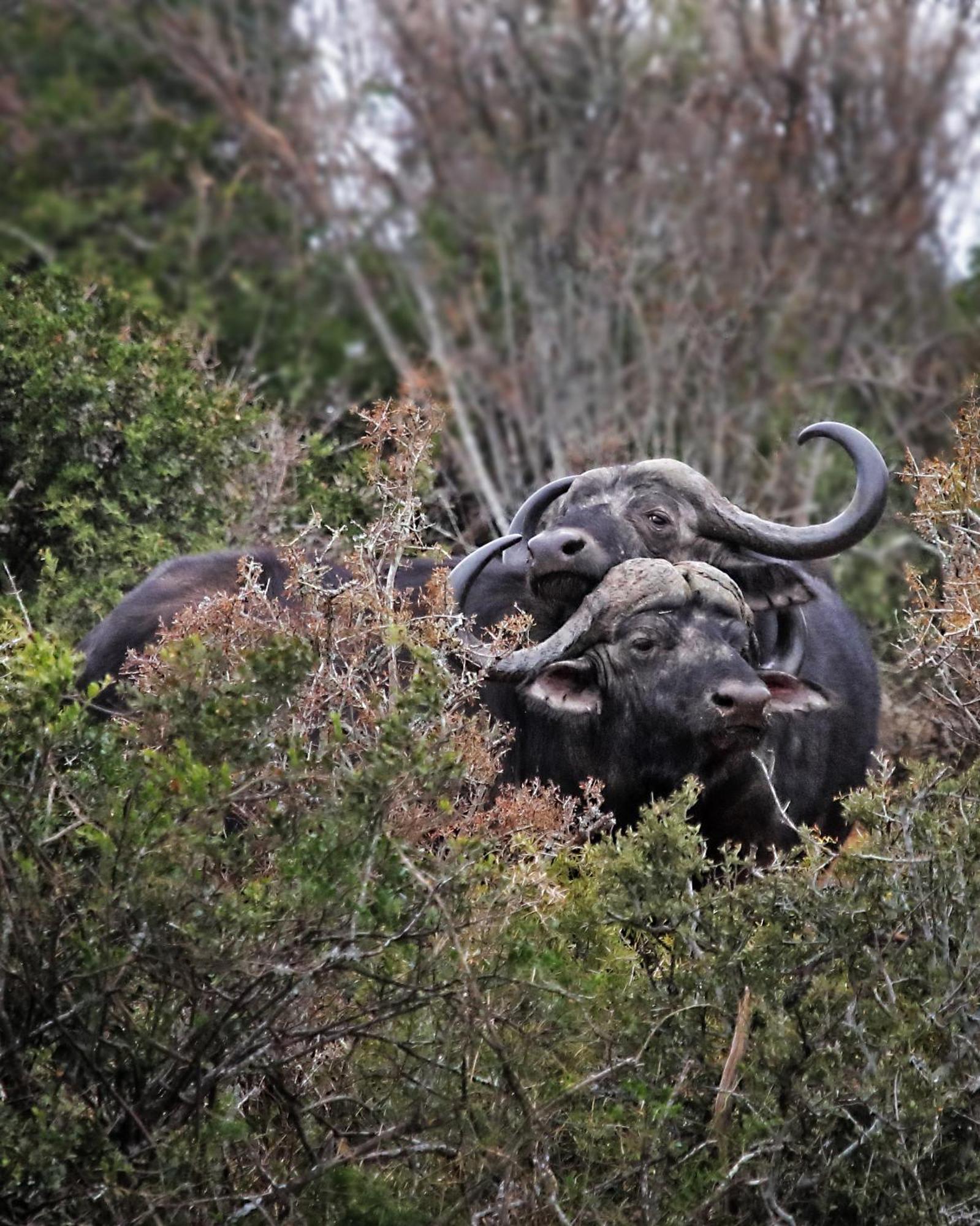 Riverbend Lodge Addo Zewnętrze zdjęcie