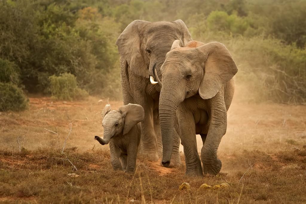 Riverbend Lodge Addo Zewnętrze zdjęcie