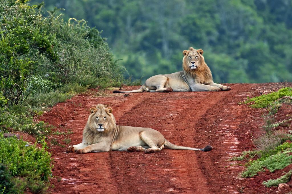 Riverbend Lodge Addo Zewnętrze zdjęcie