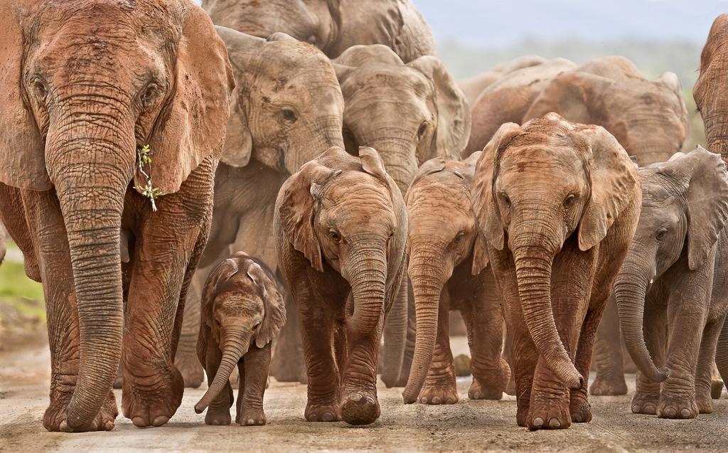 Riverbend Lodge Addo Zewnętrze zdjęcie