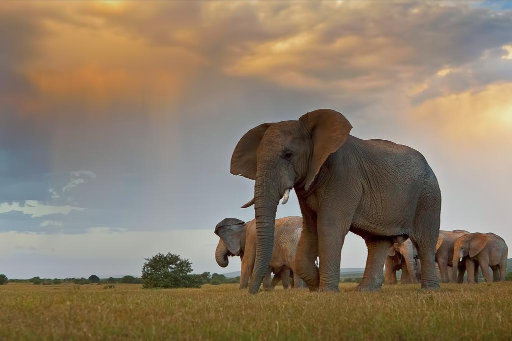 Riverbend Lodge Addo Zewnętrze zdjęcie